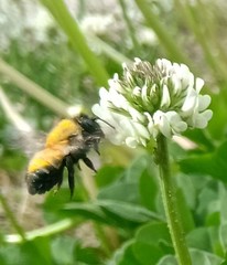 Hymenoptera