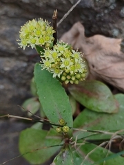 Hylotelephium maximum