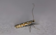 Parectopa pennsylvaniella