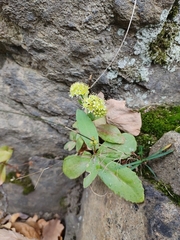 Hylotelephium maximum