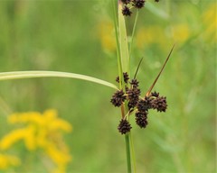 Scirpus atrovirens