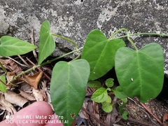 Cynanchum ovalifolium