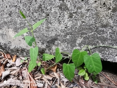 Cynanchum ovalifolium