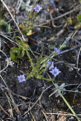 Gentiana prostrata
