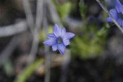 Gentiana prostrata