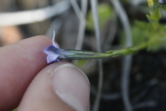 Gentiana prostrata