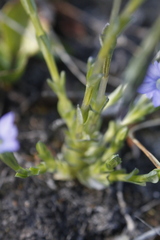 Gentiana prostrata