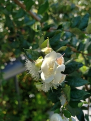 Luma