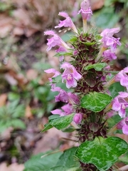Lamiaceae