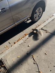 Sciurus carolinensis