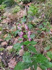 Lamiaceae