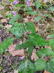 Lamiaceae