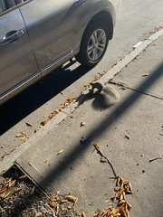 Sciurus carolinensis