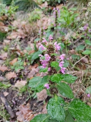 Lamiaceae