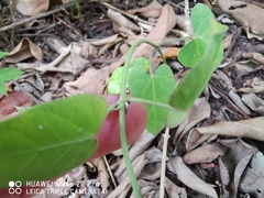 Cynanchum ovalifolium