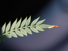 Phytoliriomyza jacarandae