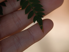 Phytoliriomyza jacarandae