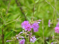Phlox ovata