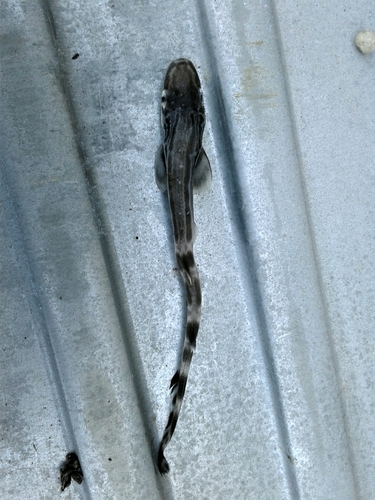 Blackmouth catshark (Galeus melastomus) — Scyliorhinidae — 3
