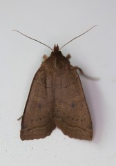 Epiglaea decliva
