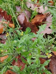 Sisymbrium officinale