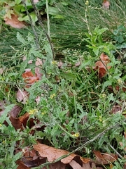 Sisymbrium officinale