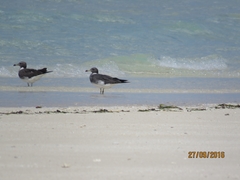 Ichthyaetus hemprichii