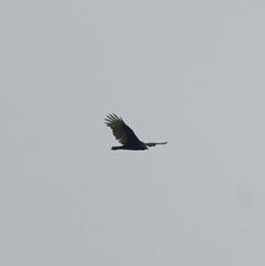 Cathartes aura
