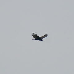 Cathartes aura