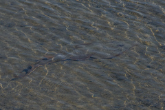 Pseudobatos productus