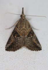 Hypena minualis