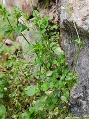 Stellaria media