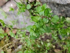 Stellaria media