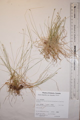 Carex leptalea leptalea