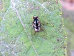 Polyporivora picta