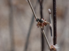 Clypeadon laticinctus