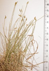 Carex leptalea leptalea