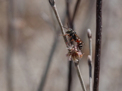 Clypeadon laticinctus