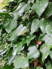 Hedera helix