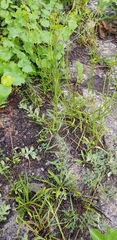 Solidago gracillima