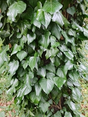 Hedera helix