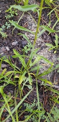 Solidago gracillima