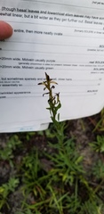 Solidago gracillima