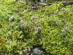 Polygonum spergulariiforme