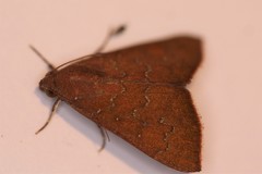 Anomis illita