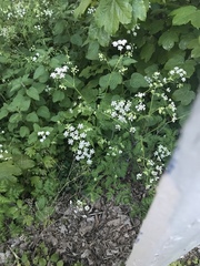 Anthriscus sylvestris