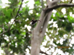 Gasteracantha falcicornis
