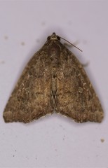 Amyna bullula