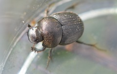 Onthophagus joannae