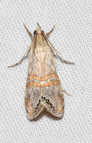 Representative image of Euchromius ocellea